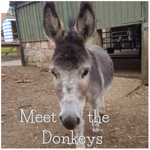 meet the donkeys